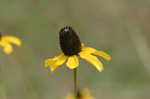 Clasping coneflower